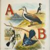 ABC About Birds 1892 - Image 3