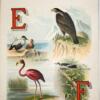 ABC About Birds 1892 - Image 4