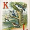 ABC About Birds 1892 - Image 5