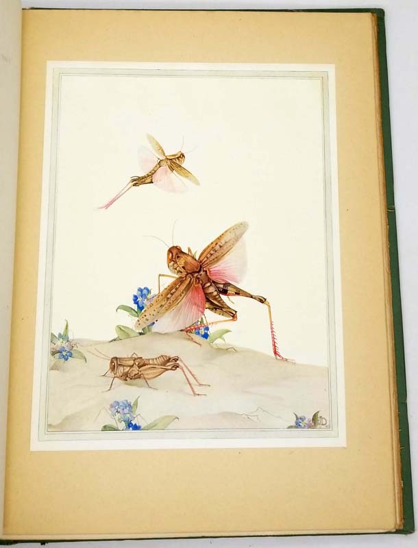 Fabre's Book of Insects - E J. Detmold 1921