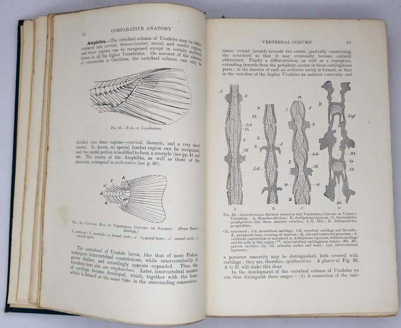 Elements of the Comparative Anatomy of Vertebrates - Robert Wiedersheim 1897