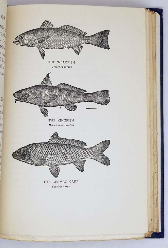 Bass, Pike, Perch and others Game Fishes of America - James A. Henshall 1919 | 1st Edition