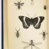 Treatise on some of the insects Injurious to Vegetation - Thaddeus William Harris 1883