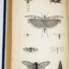 Treatise on some of the insects Injurious to Vegetation - Thaddeus William Harris 1883