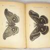 Treatise on some of the insects Injurious to Vegetation - Thaddeus William Harris 1883