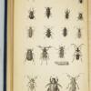 Treatise on some of the insects Injurious to Vegetation - Thaddeus William Harris 1883