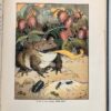 Doings of Little Bear - Frances Margaret Fox 1915