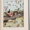 Doings of Little Bear - Frances Margaret Fox 1915